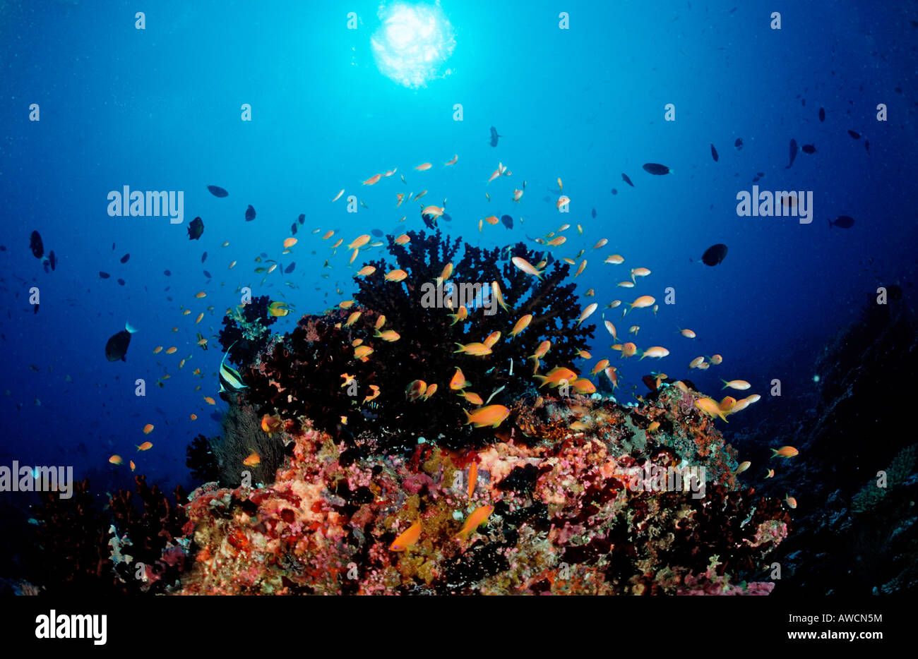 Anthias am Korallenriff Pseudanthias Squamipinnis Malediven Indischer Ozean Meemu Atoll Stockfoto