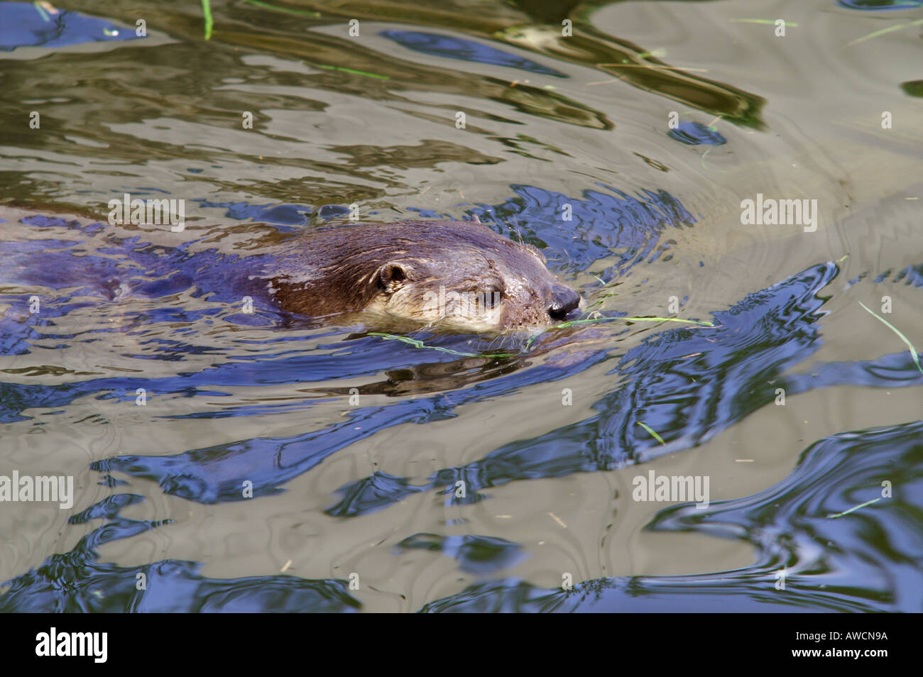 Asiatische kurze Krallen Otter swimming 2005 Stockfoto