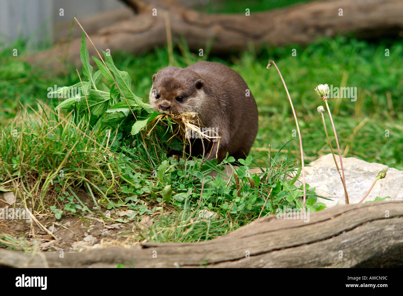 Asiatische kurze Krallen Otter sammeln Vegetation für Nest 2004 Stockfoto