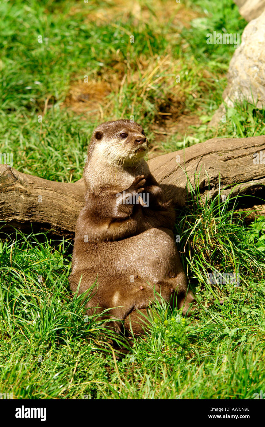 Asiatische kurze Krallen Otter 2004 Stockfoto