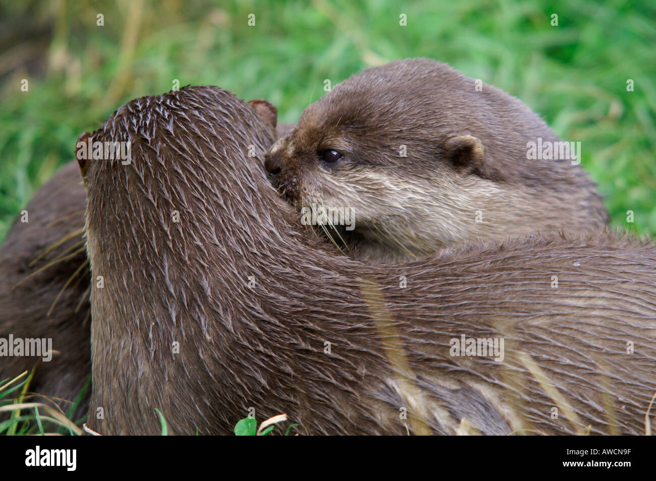 Asiatische kurze Krallen Otter 2004 Stockfoto