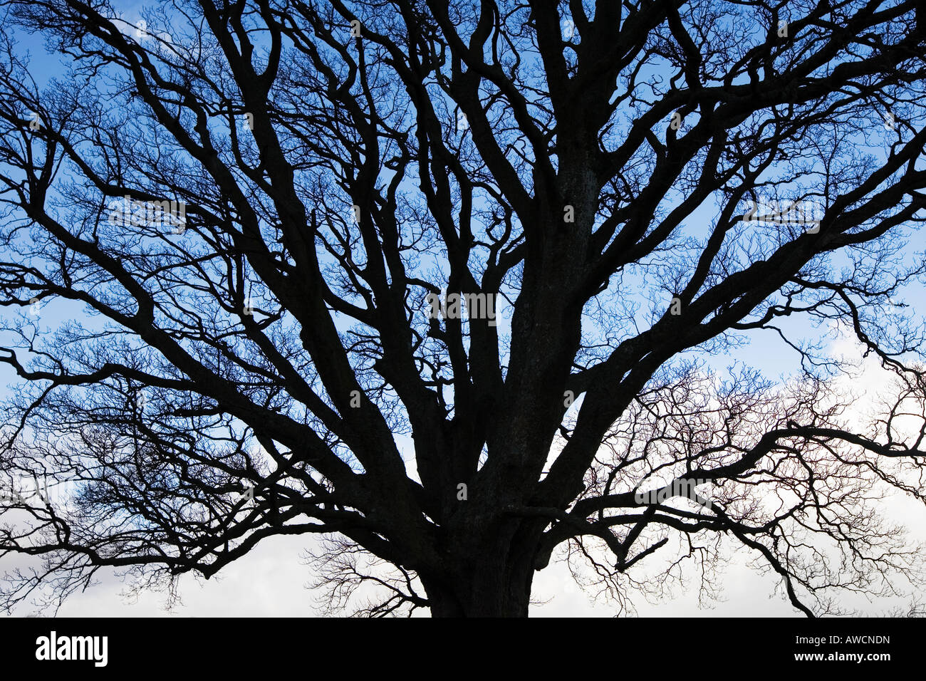Eiche Baum Silhouette im Winter abstrakt Stockfoto