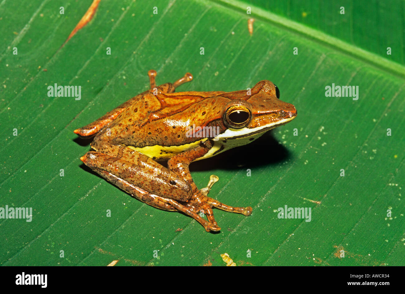 Gespornte Treefrog Sri Lanka Stockfoto