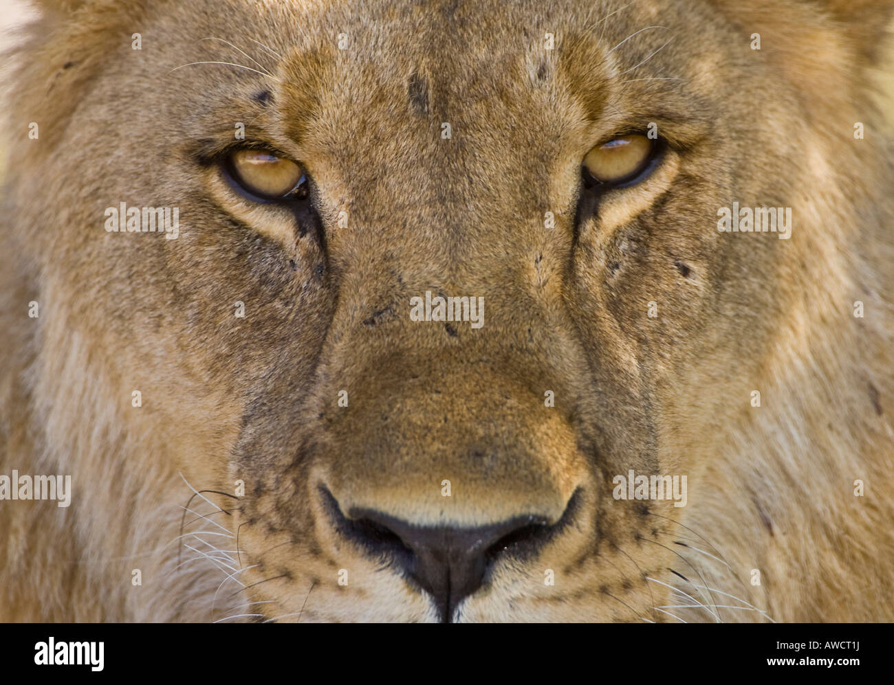 Porträt der Löwe (Panthera Leo) Stockfoto