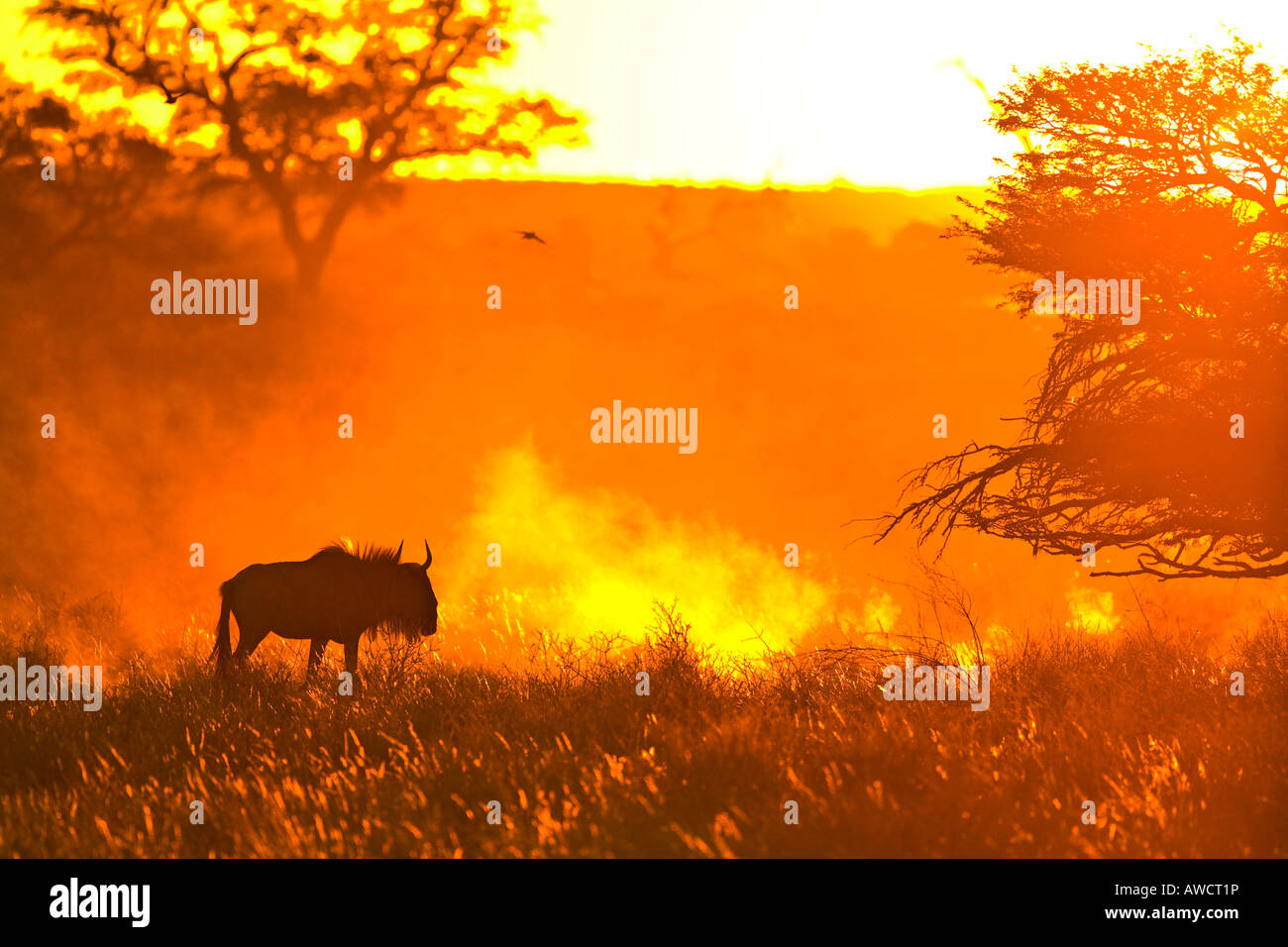 Gnus (Connochaetes) bei Sonnenuntergang, Kalahari-Wüste, Südafrika, Afrika Stockfoto