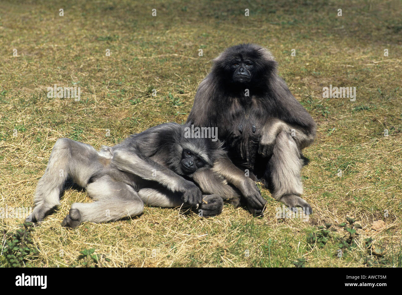 Lars Gibbon Fotos Und Bildmaterial In Hoher Aufl sung Alamy lars-gibbon-fotos-und-bildmaterial-in-hoher-aufl-sung-alamy