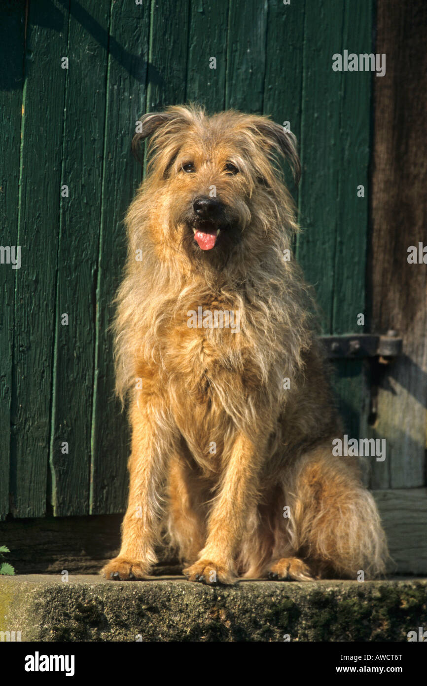 Mischlingshund (Canidae) Stockfoto