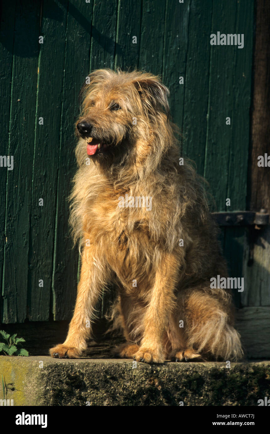 Mischling Deutscher Schaferhund Mix Canidae Stockfotografie Alamy