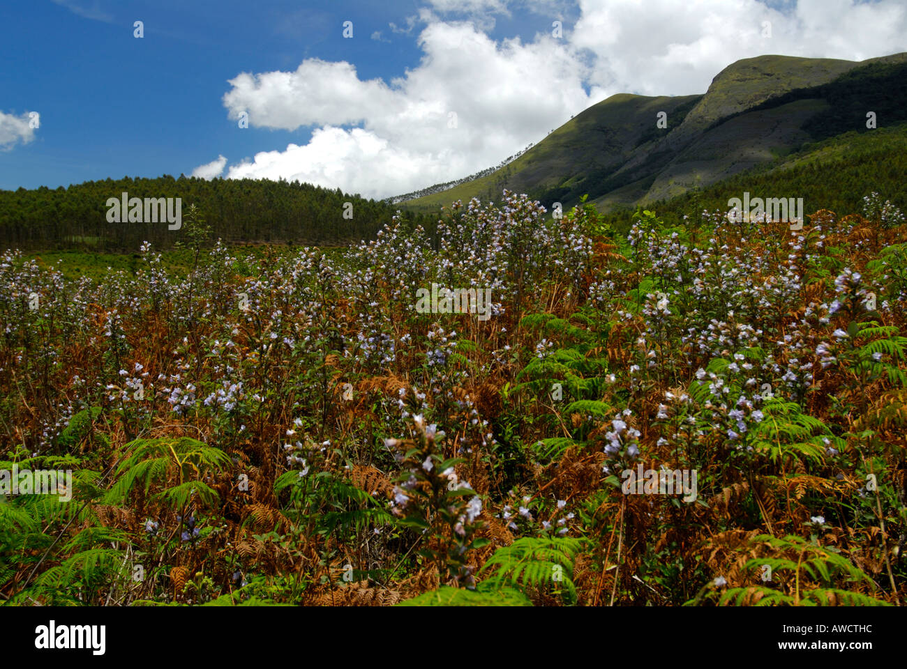 NEELAKURINJI BLUMEN IN GUHANATHAPURAM IN DER NÄHE VON KOVILOOR MUNNAR Stockfoto