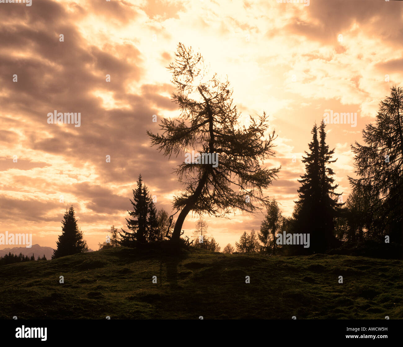 Stone Pine Wolken Stockfoto