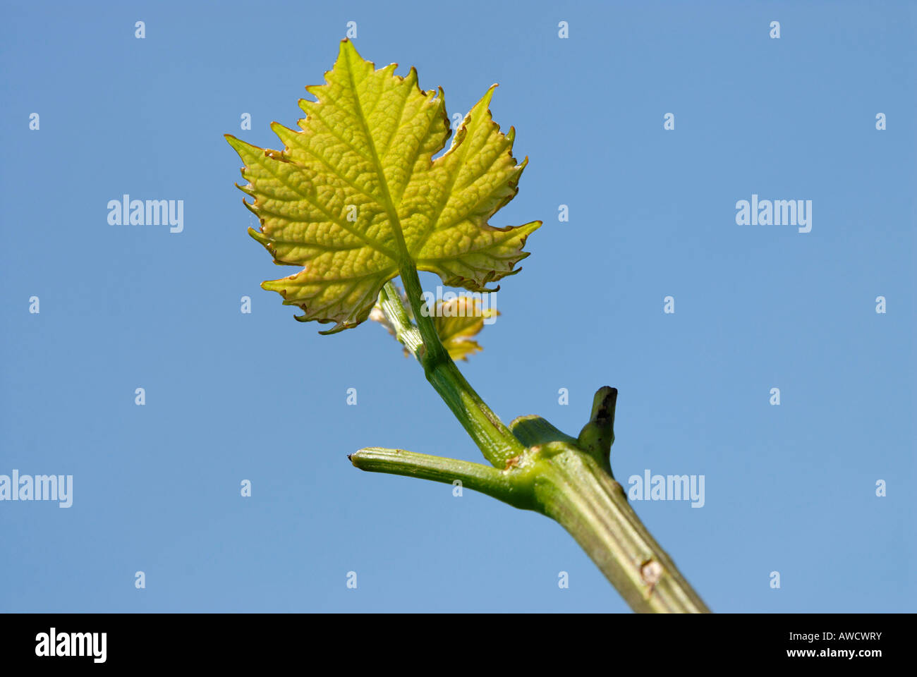 Junge frische Wein bleibt Wein Pflanzen der Barolo Wein Provinz Cuneo Piemonte Piemont Italien Südlich von Alba bekannte Wein vil Stockfoto