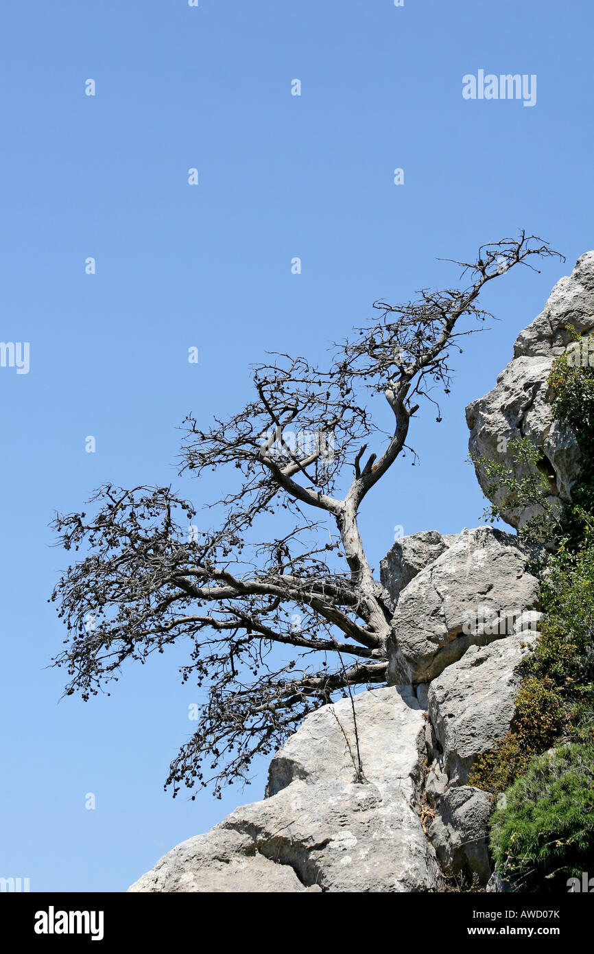 St. Hilarion Kreuzfahrerburg, verbrannten Baum, Nord-Zypern, Europa Stockfoto