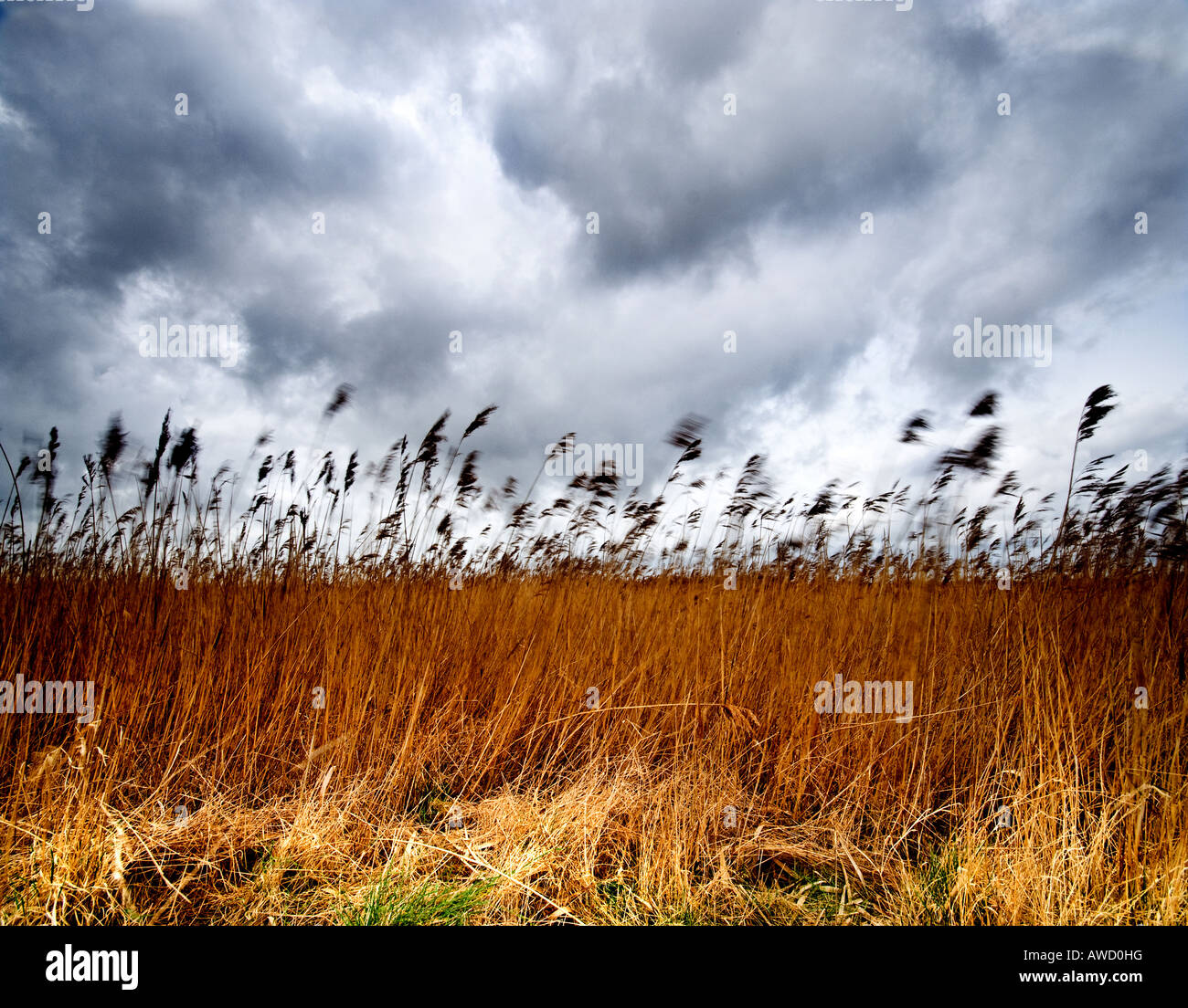 Hohes Schilf im Wind an der Simpson'sSaltings am Shingle Street. Stockfoto