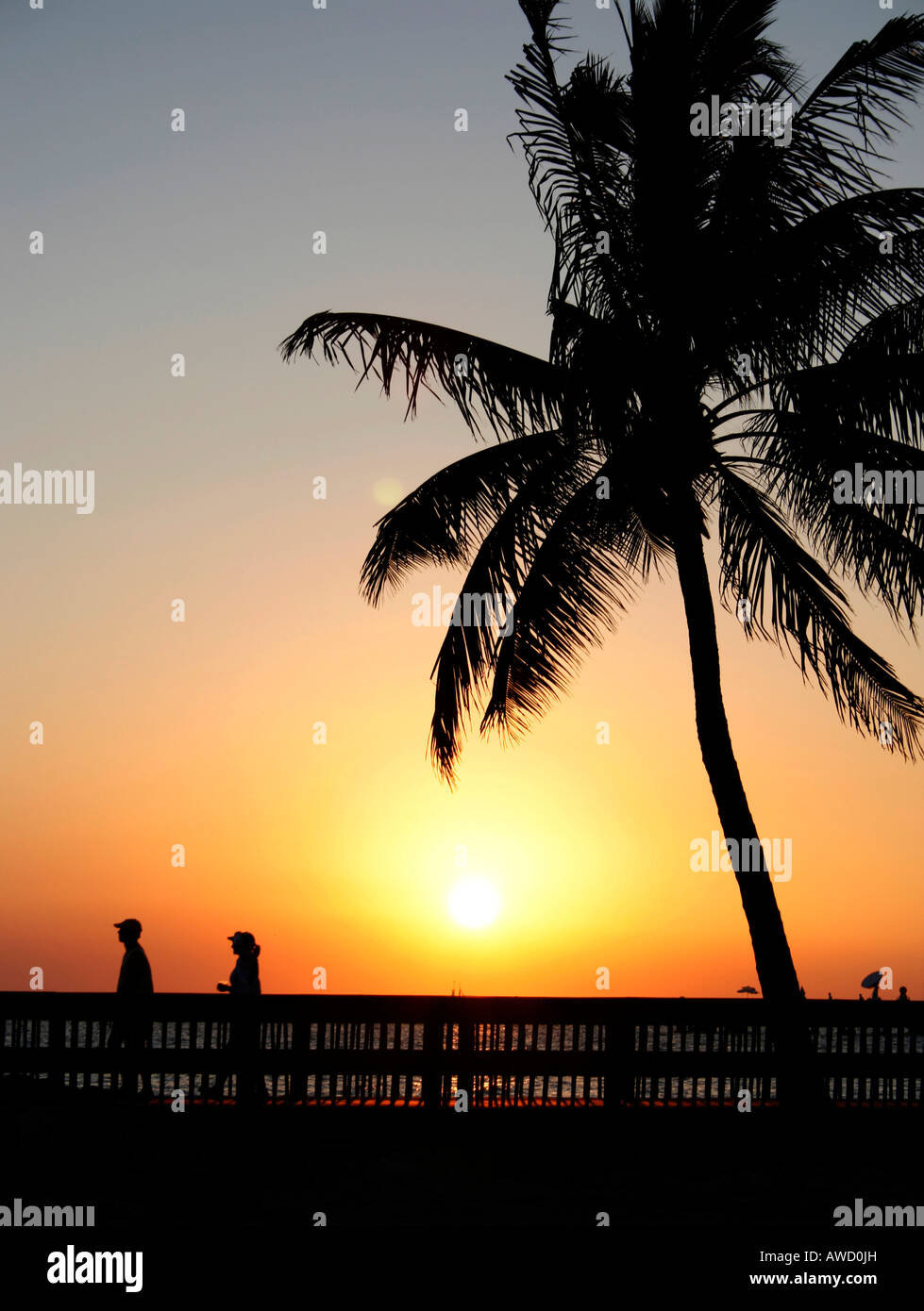 Sonnenuntergang, Palme, Key West, Florida, USA Stockfoto