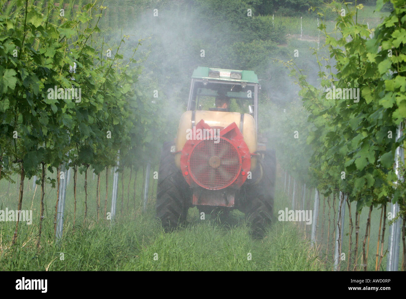 Weinberg, Landwirt, Pestizide, sprays Stockfoto