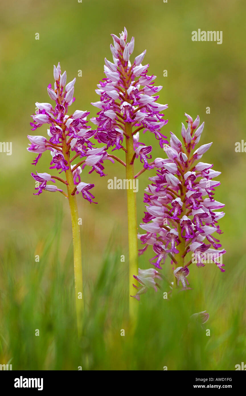 Militärische Orchidee, (Orchis Militaris), Blüten Stockfoto