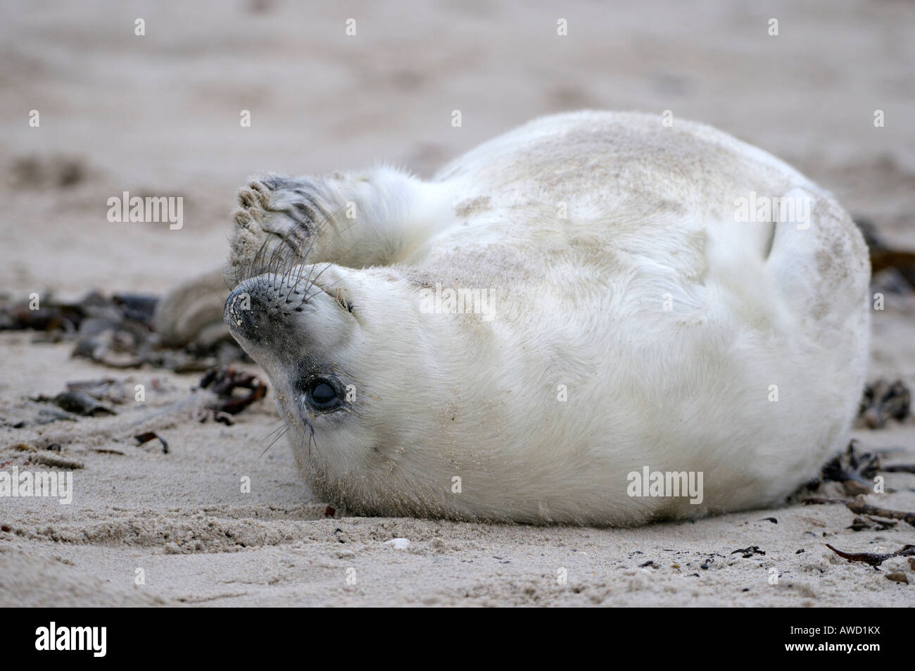Grey Seal (Halichoerus Grypus) Welpe, ein paar Tage alt Stockfoto