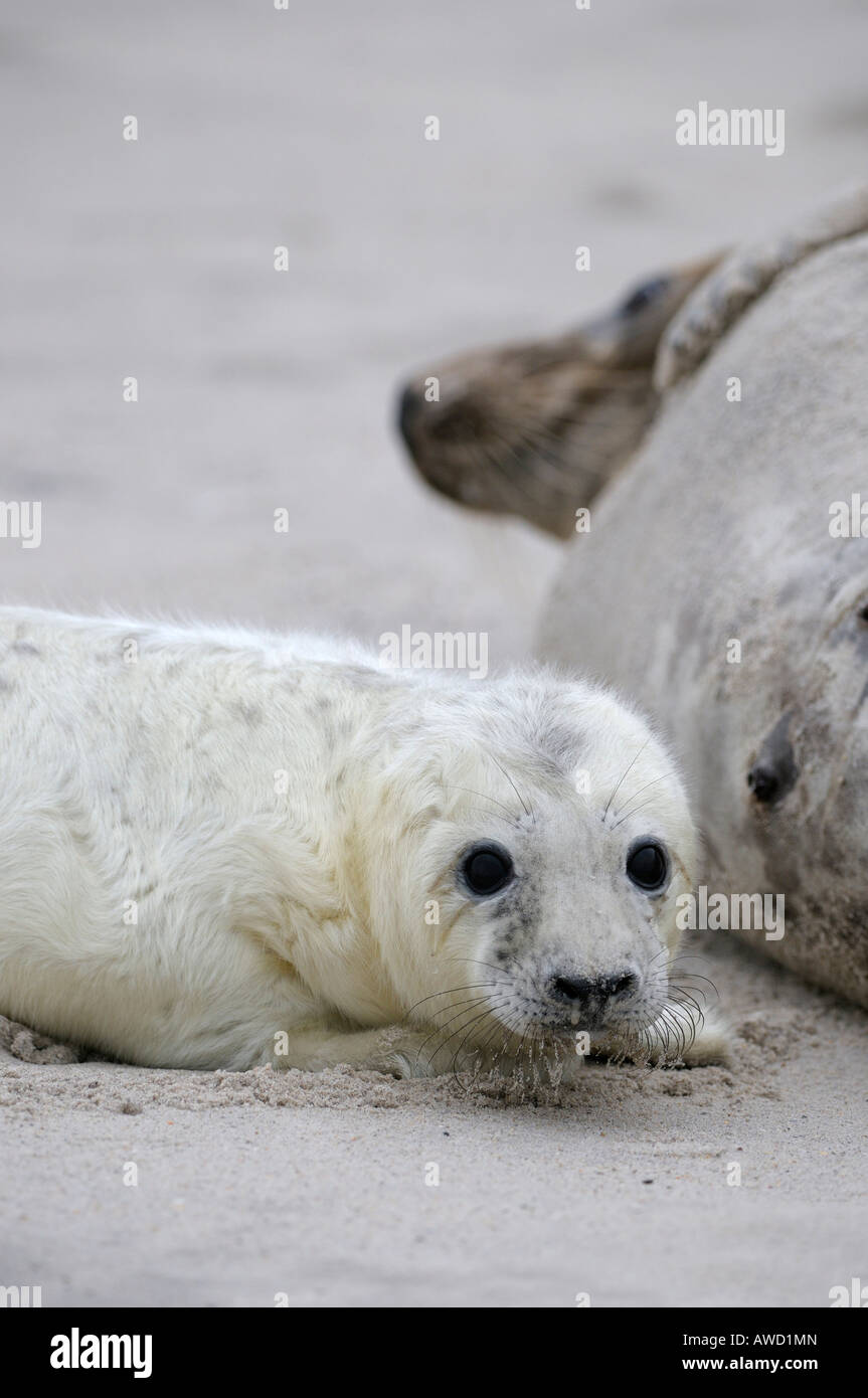 Grey Seal (Halichoerus Grypus), Weibchen mit jungen Stockfoto