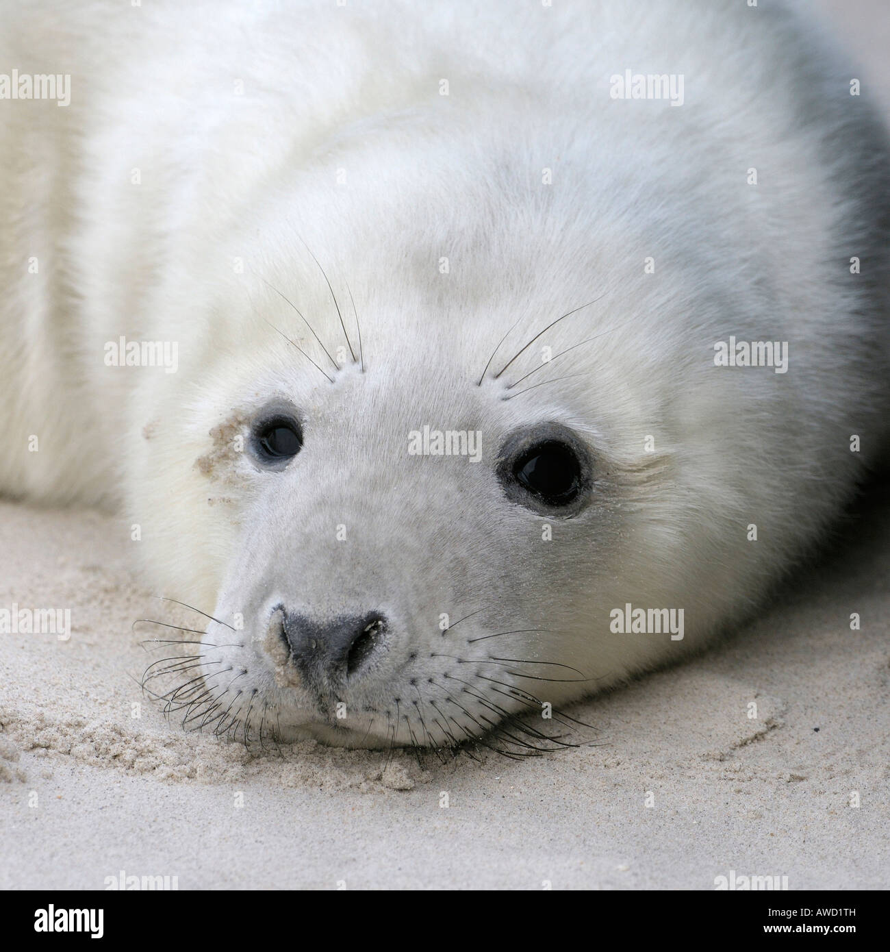 Grey Seal (Halichoerus Grypus), junge, portrait Stockfoto