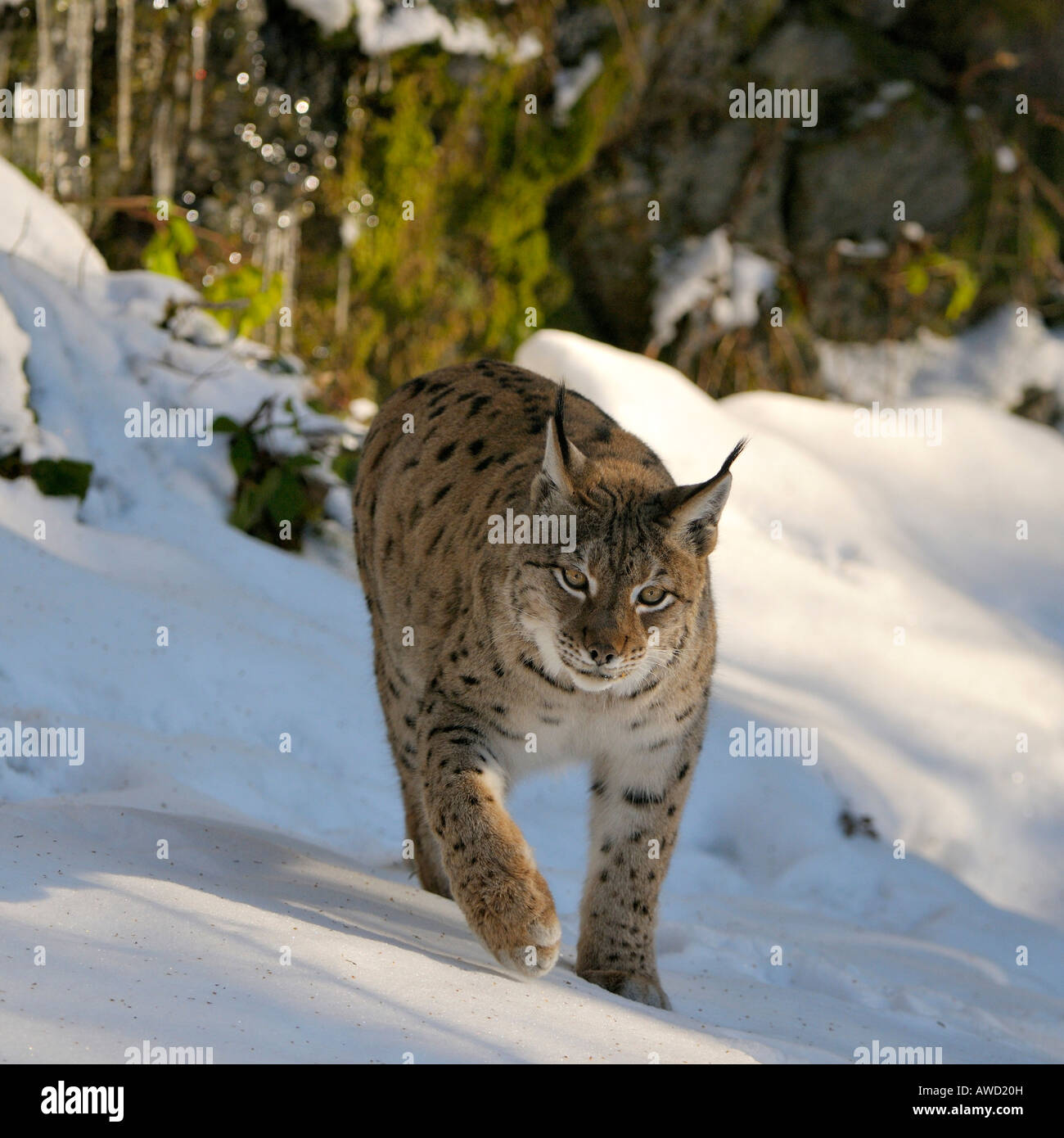 Eurasischer Luchs (Lynx Lynx) weibliche Wandern im Schnee, Bayerischer Wald, Bayern, Deutschland, Europa Stockfoto