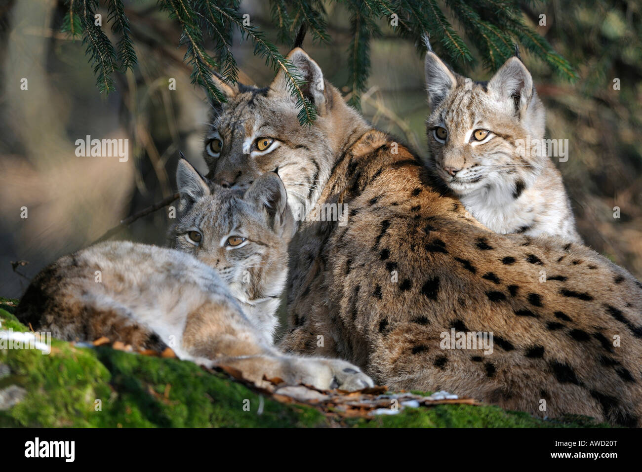 Eurasischer Luchs (Lynx Lynx) weiblich mit zwei jungen, Bayerischer Wald, Bayern, Deutschland, Europa Stockfoto