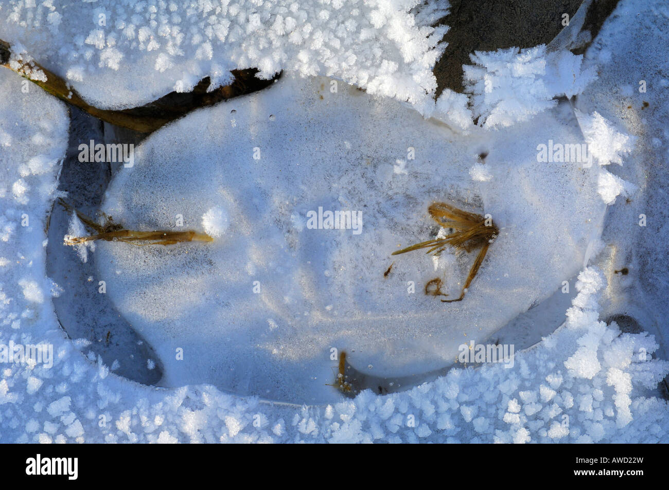 Zugefrorenen Rasen in einer Pfütze mit Eiskristallen, sch.ools.it Alp, Baden-Württemberg, Deutschland, Europa Stockfoto