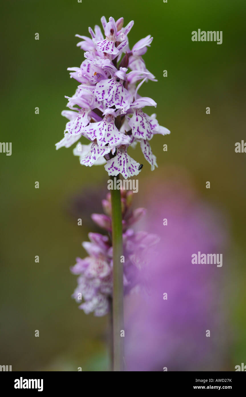 Heide Spotted-Orchidee (Dactylorhiza Maculata), Norwegen, Skandinavien, Europa Stockfoto