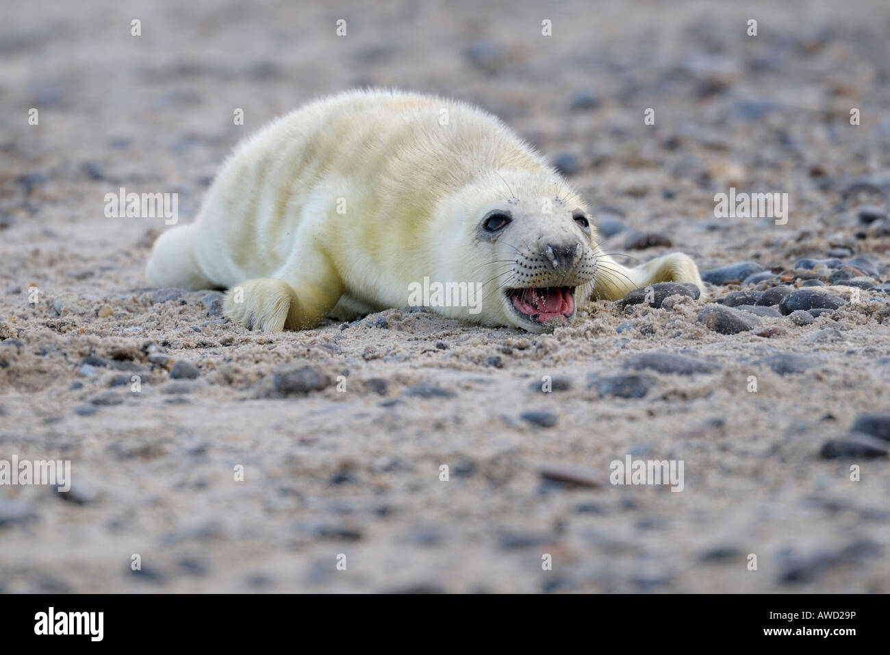 Grey Seal (Halichoerus Grypus) pup rief, Insel Helgoland, Schleswig-Holstein, Deutschland, Europa Stockfoto