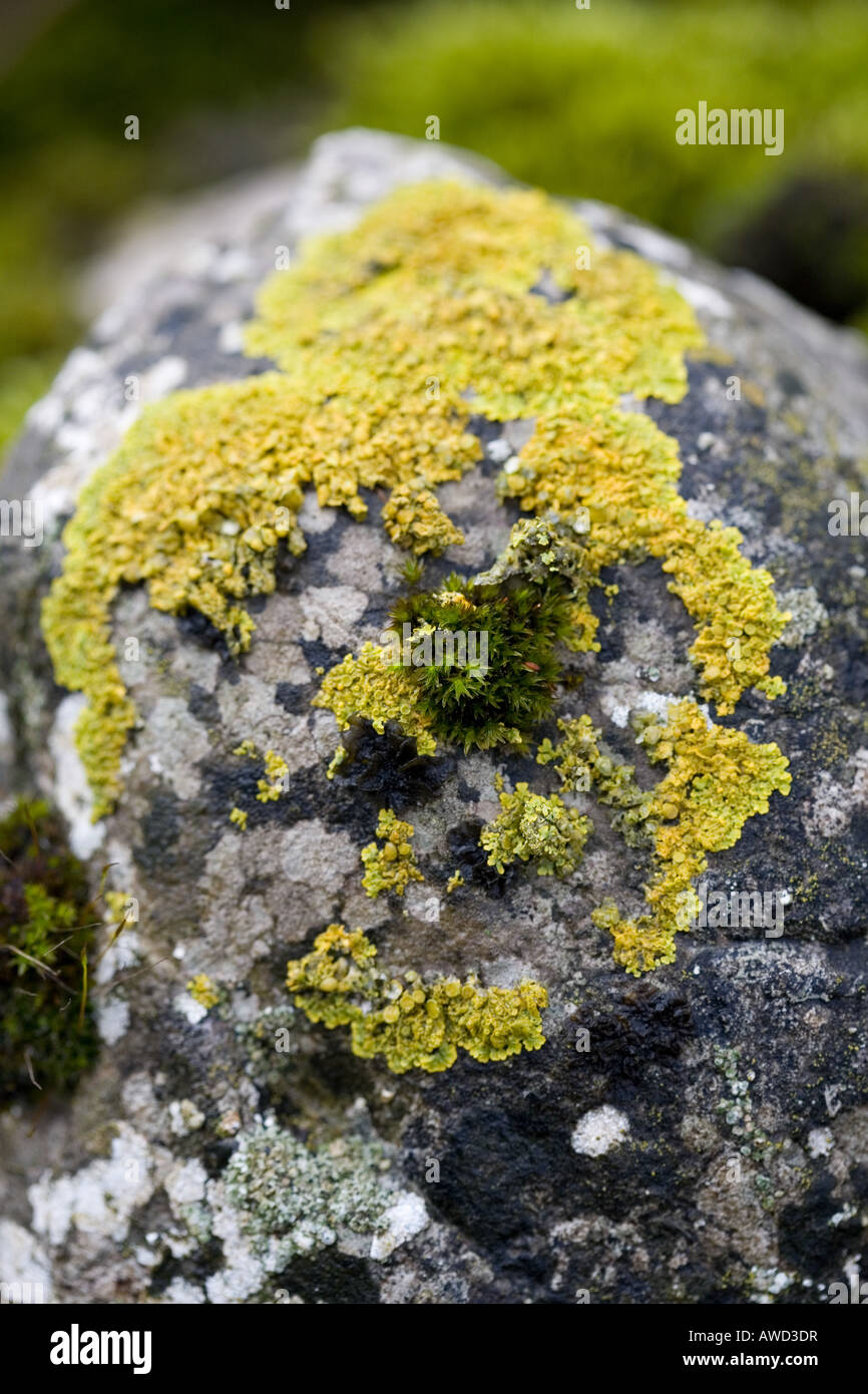 Nahaufnahme von Flechten auf einer Trockensteinmauer. Cumbria. UK Stockfoto