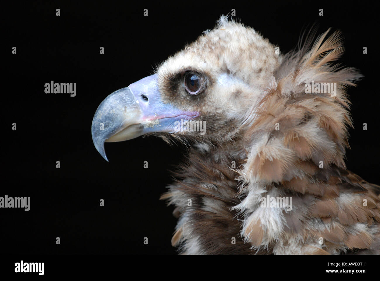 Mönchsgeier oder Monk Vulture oder Cinereous Vulture (Aegypius Monachus) bei Hellenthal Zoo, Hellenthal, Nordrhein-West Stockfoto