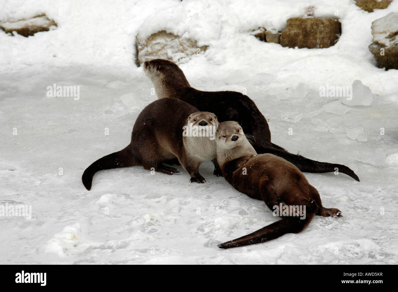 Eurasische Fischotter (Lutra Lutra) in einem Zoo in Deutschland, Europa Stockfoto