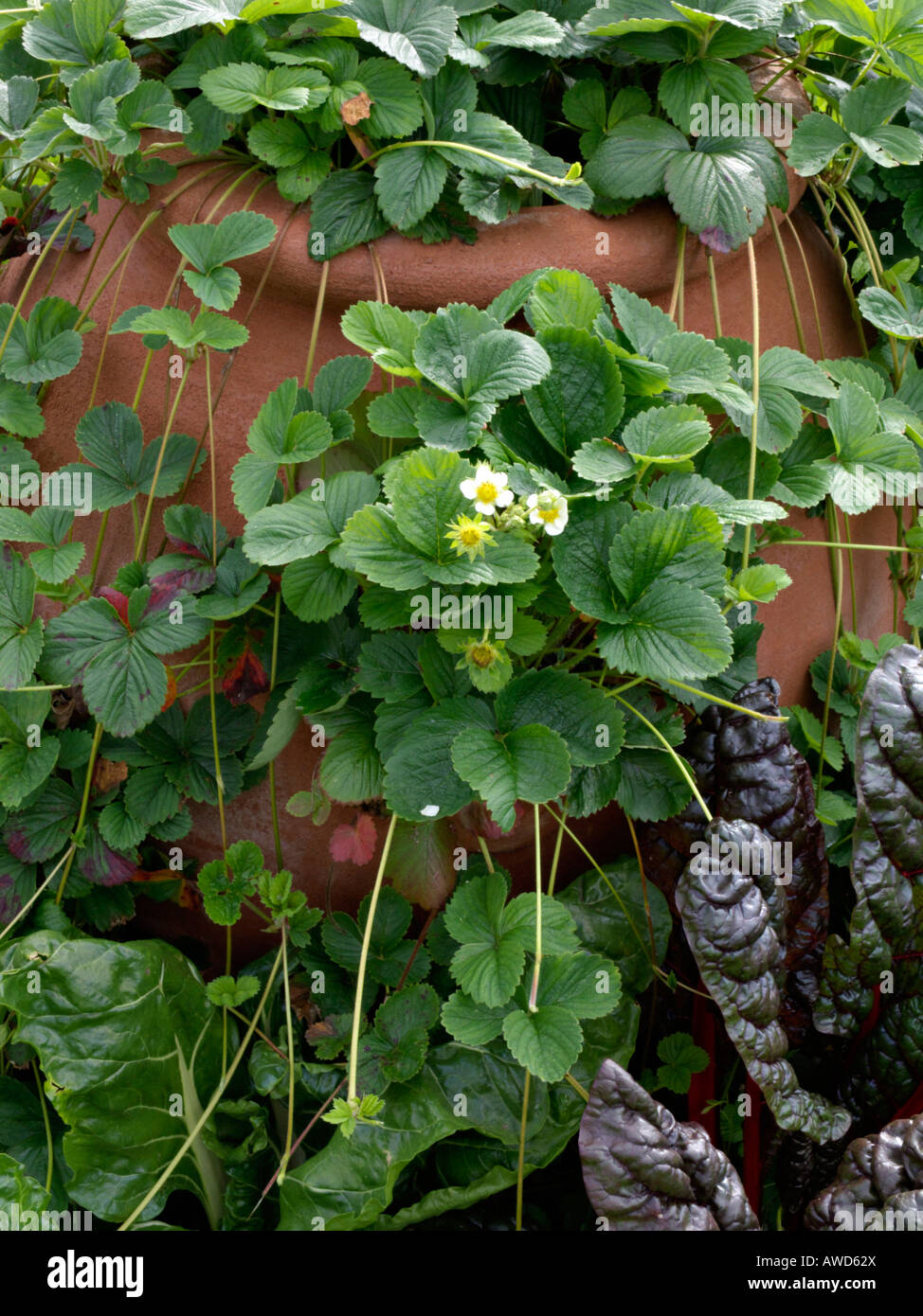 Garten Erdbeerpflanzen (Fragaria x ananassa 'weisse Ananas') Stockfoto
