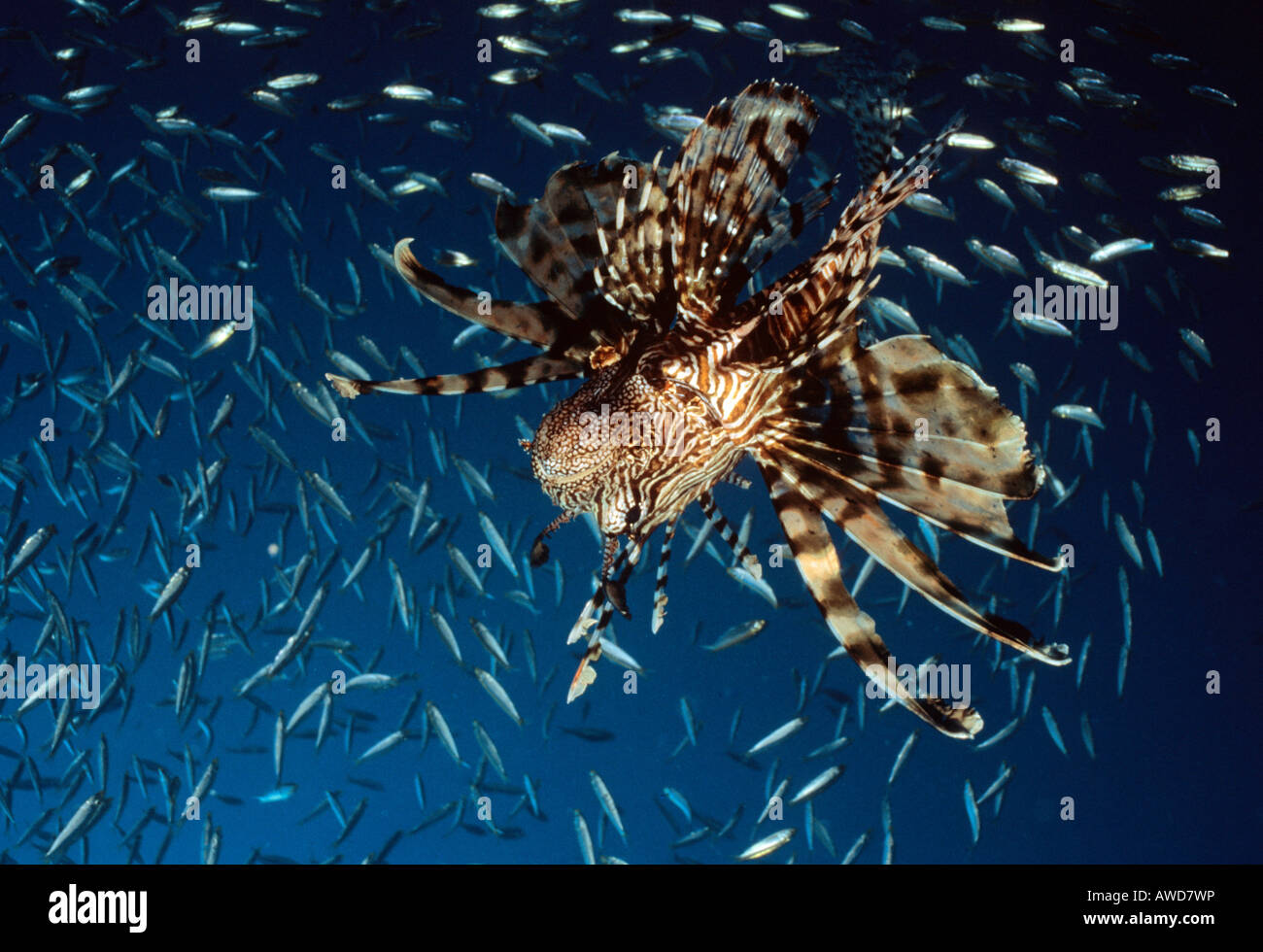 Gemeinsamen Rotfeuerfisch oder Teufel Feuerfisch (Pterois Miles), Unterwasserfoto, Indischer Ozean Stockfoto
