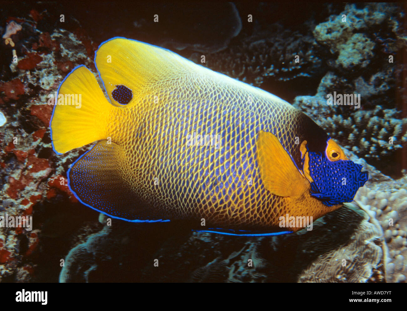 Yellowface Kaiserfisch (Pomacanthus Xanthometopon), Unterwasserfoto, Indischer Ozean Stockfoto