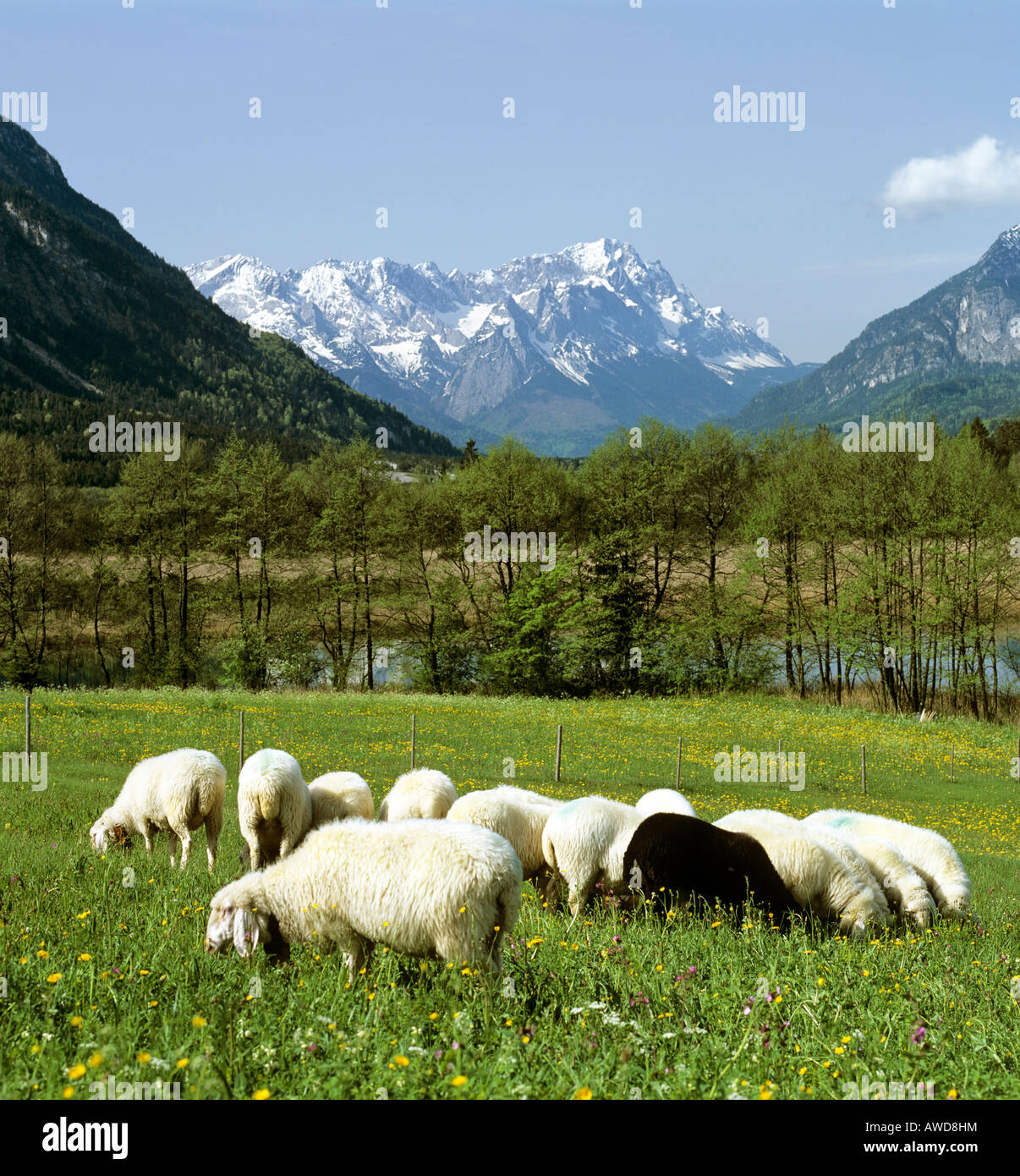 Das schwarze Schaf Herde Schafe grasen auf der Wiese im Frühling, Berglandschaft in der Nähe von Eschenlohe, Bayern, Oberbayern, Deutsch Stockfoto
