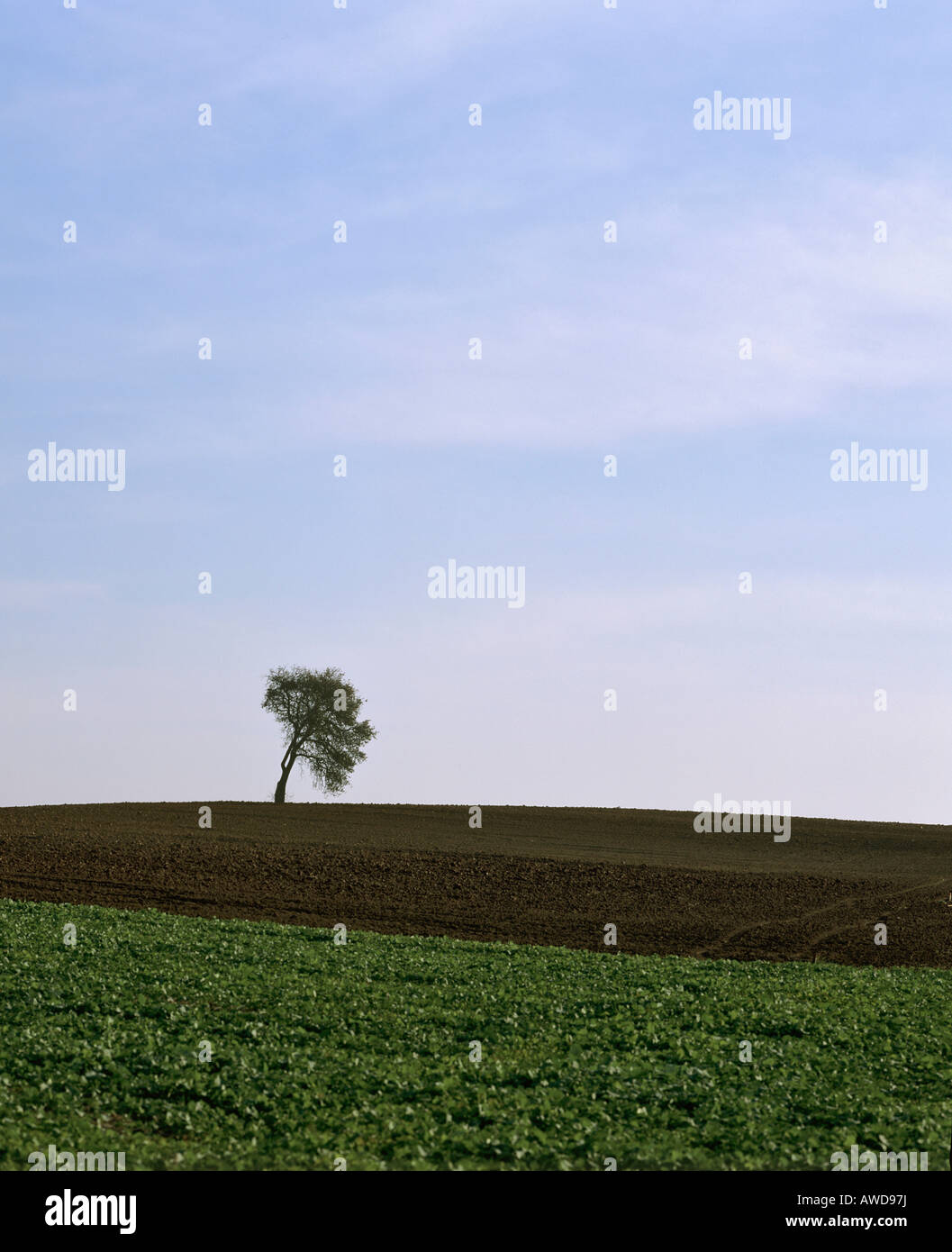 Einzigen krummen Baum auf einem Feld Stockfoto
