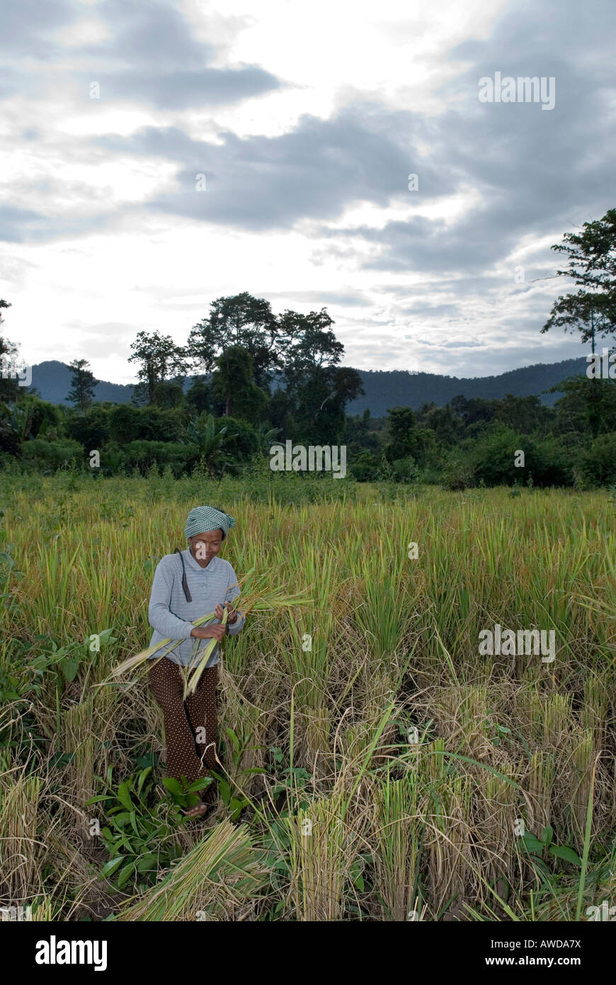 Bauern-Frauen ernten Highland Reis, Koh Kong Provinz, Kambodscha Stockfoto