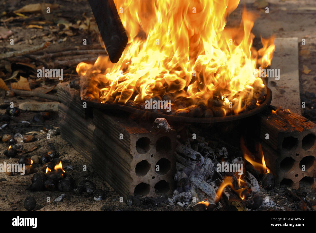 Toasten von Cashew-Nüssen auf offenem Feuer, Amazonien, Brasilien Stockfoto
