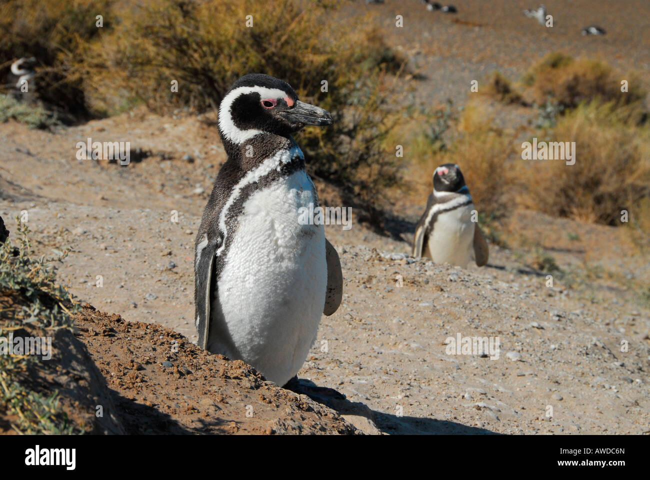 Pinguin-Kolonie in der Nähe von Caleta Valdés (Magellan-Pinguine), Península Valdés, Provinz Chubut, Patagonien, Argentinien Stockfoto