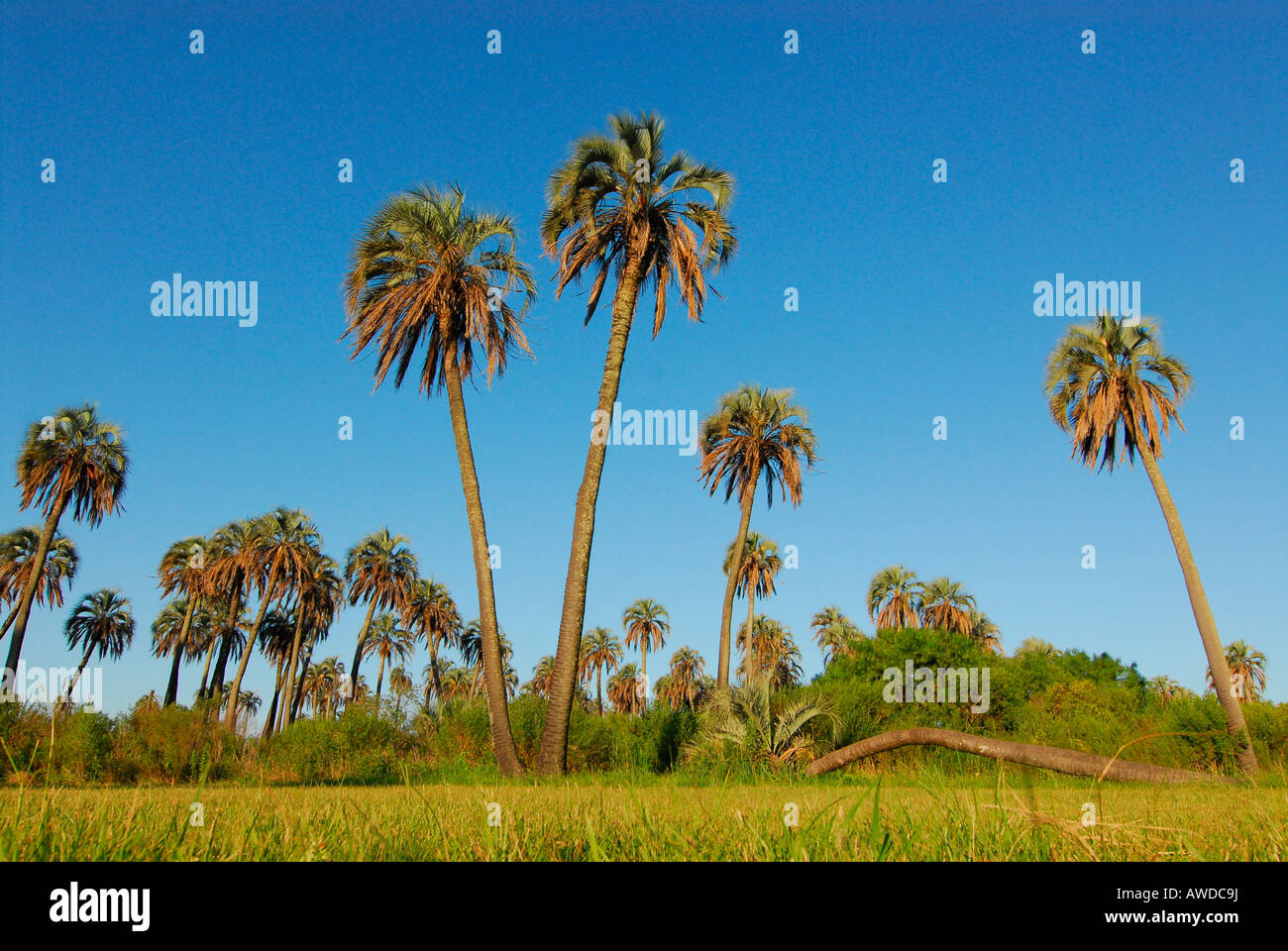 Parque Nacional El Palmar, in der Nähe von Colón, Provinz Entre Ríos, Argentinien Stockfoto