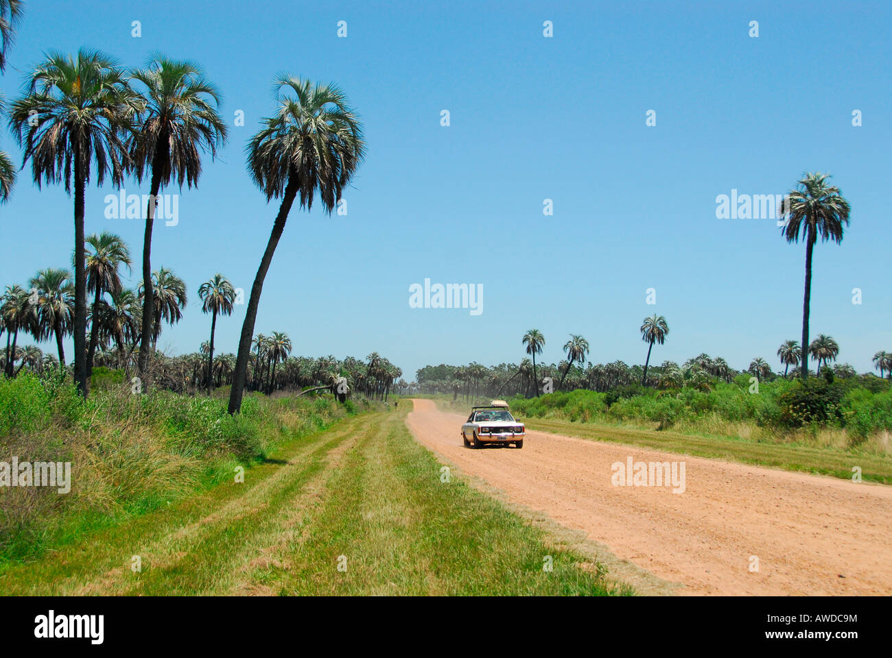 Parque Nacional El Palmar, in der Nähe von Colón, Provinz Entre Ríos, Argentinien Stockfoto