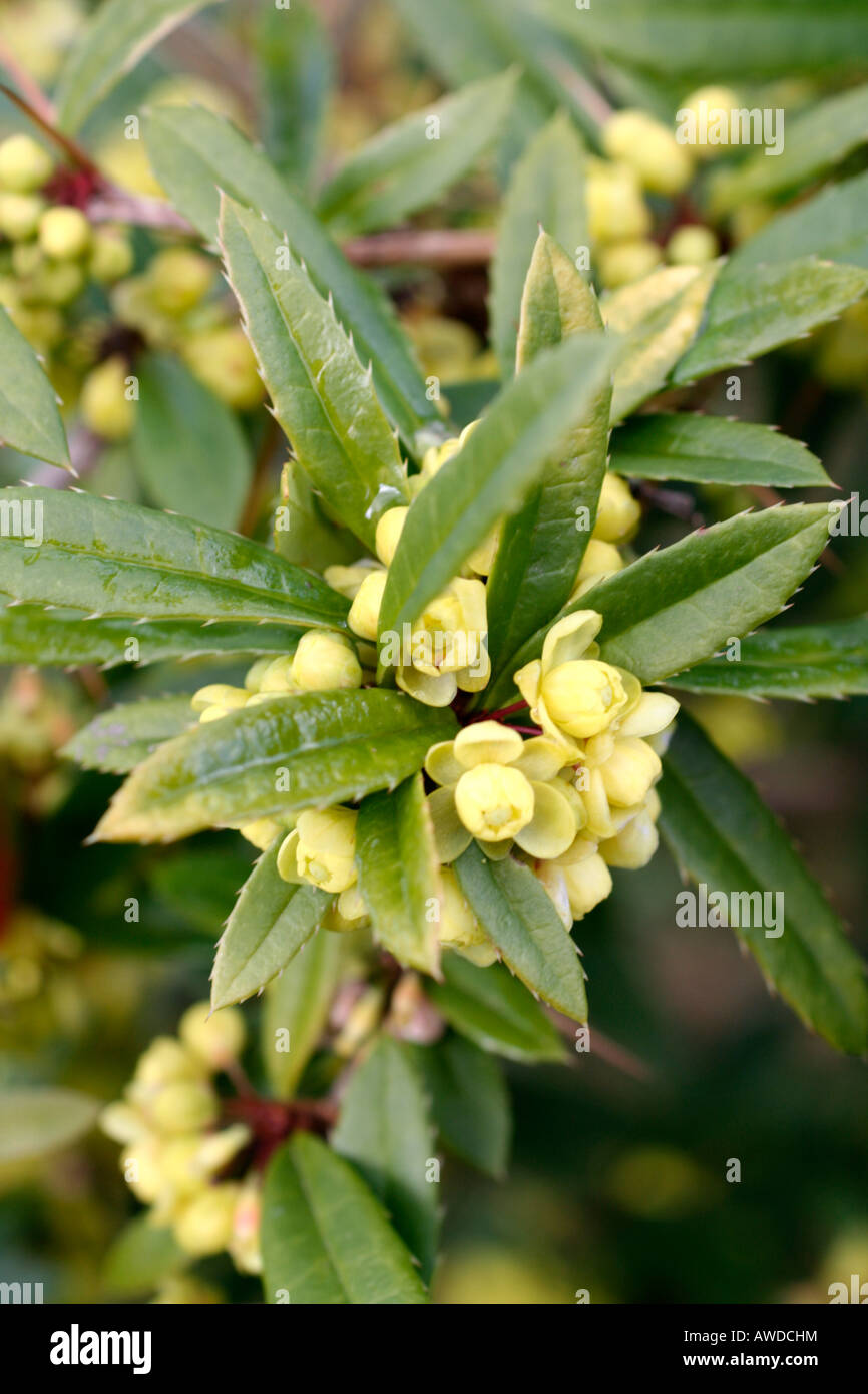 BERBERIS LEMPERGIANA HYBRID BEI SHERWOOD NEWTON ST CYRES DEVON WÄCHST ALS BESTANDTEIL DER NCCPG NATIONAL COLLECTION Stockfoto