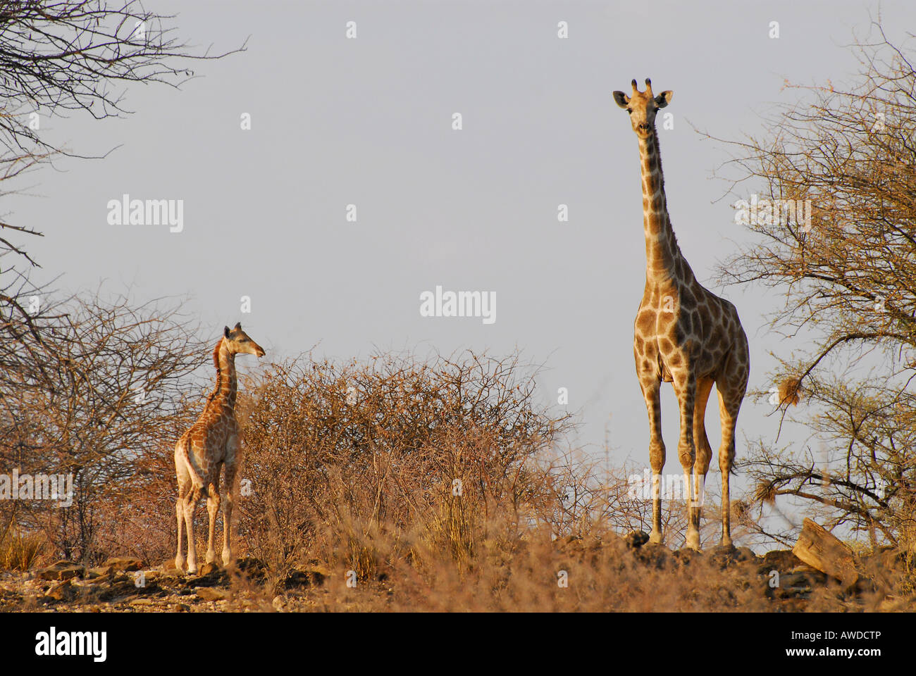 Giraffe Mutter (Giraffa Plancius) mit Kalb auf einer Wildfarm in der Nähe von Okahandja, Namibia, Afrika Stockfoto