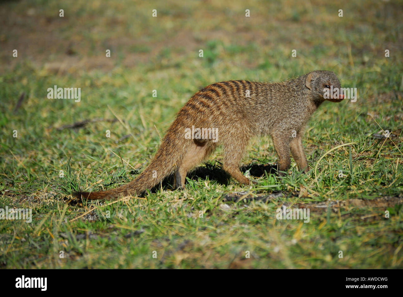 Mangusten (Herpestidae), Etosha Nationalpark, Namibia, Afrika Stockfoto