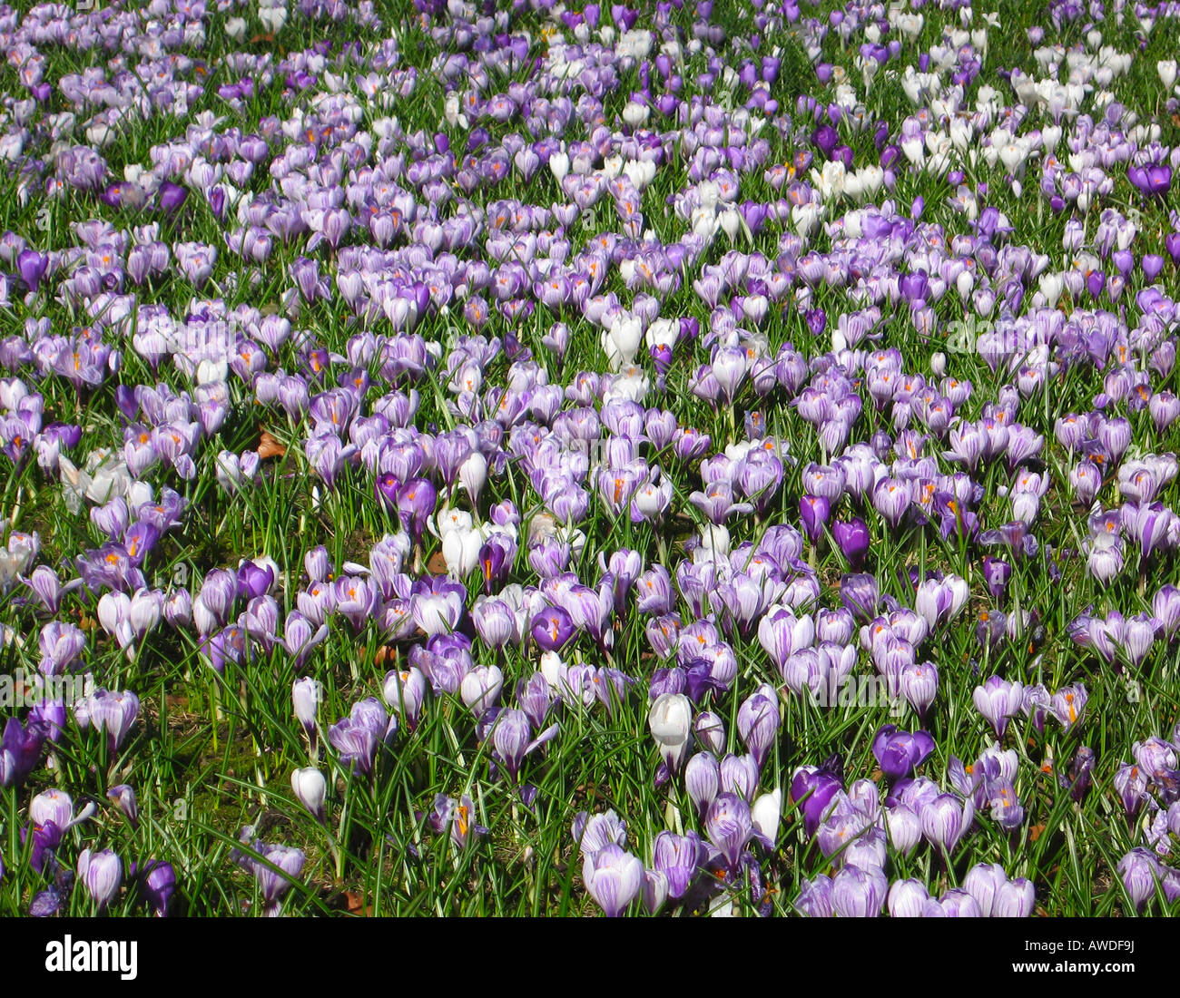 Teppich aus lila blau weiße Krokus Blumen in voller Blüte im Duthie Park Aberdeen Scotland Stockfoto