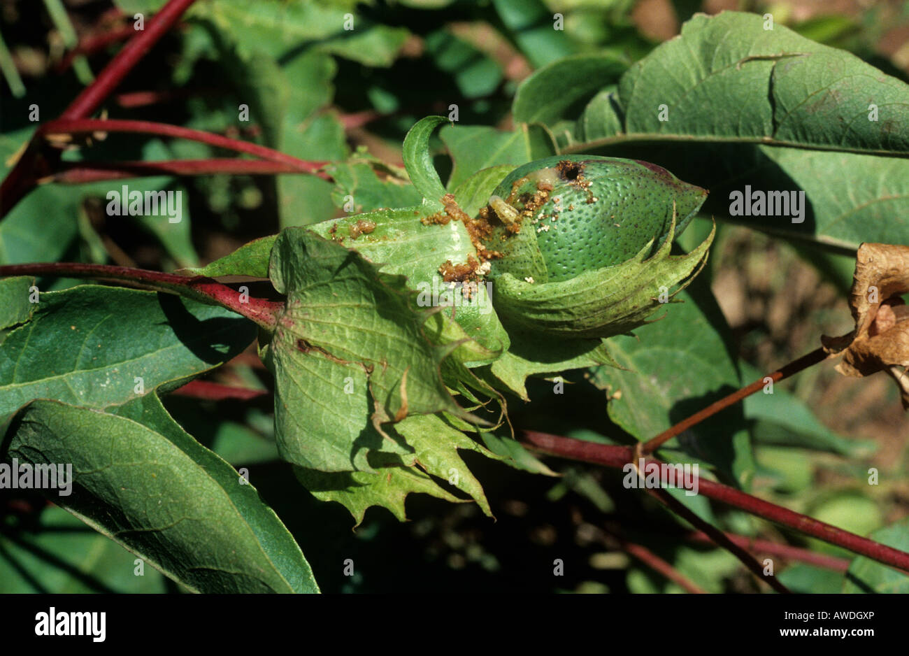 Stachelige Bollworm Earias Insulana Raupe und Schäden an Baumwoll-Boll-Marokko Stockfoto