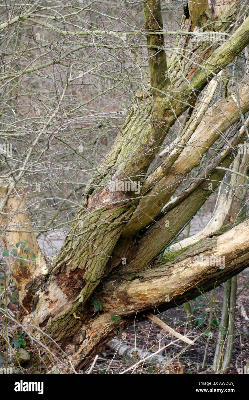 Gibt es viele Bäume am Bestwood Country Park ein Community-Bereich auf den Resten der alten Bestwood Zeche es basiert eine Reihe von Park Rangers und eines ihrer wichtigsten Aufgaben besteht darin, dass die Bäume sicher besonders wichtig im vergangenen Jahr nach die Zahl der Stürme etc., der Bestwood gleichzeitig, angeblich war, die größte Zeche im Vereinigten Königreich werden es im Jahr 1967 geschlossen gehalten werden Stockfoto
