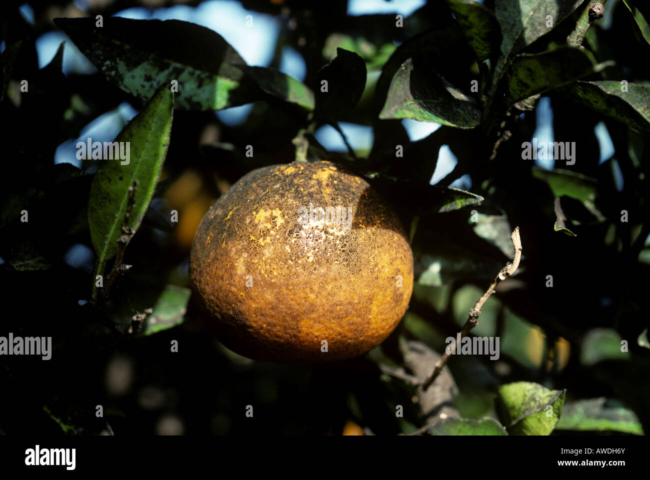 Blattläuse und Schildläuse Honigtau verursacht rußigen Schimmel auf Orangenfrucht Stockfoto