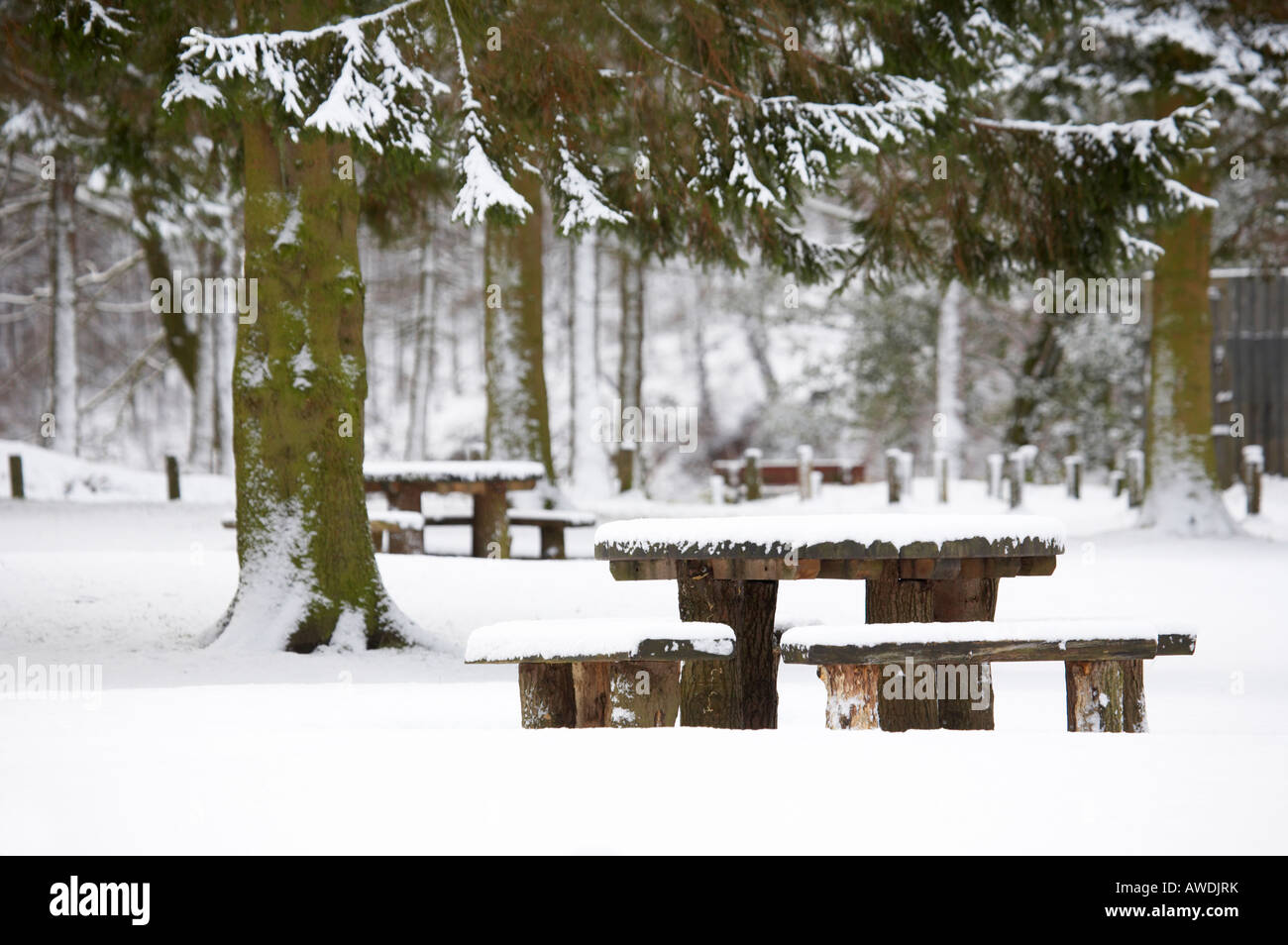 Picknick-Bank und Kiefer Baum Szene in Derbyshire, Großbritannien Stockfoto