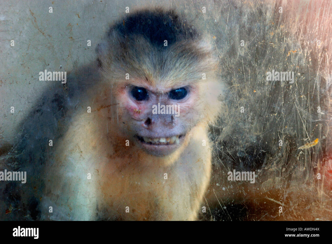 Ein Gefangener Kapuziner Affe, Blick durch eine Plexiglas-Fenster. Stockfoto